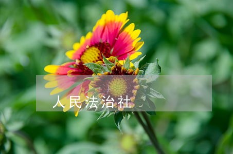 人民法治社