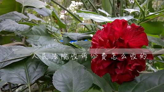 人民法院收诉讼费怎么收的 人民法院收诉讼费怎么收的