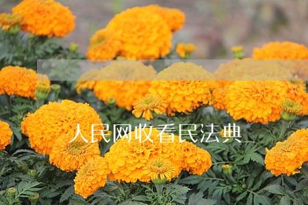 人民网收看民法典 人民网收看民法典