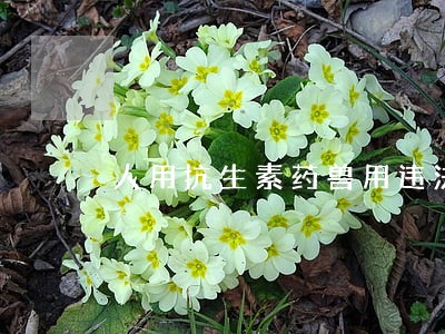 人用抗生素药兽用违法吗 人用抗生素药兽用违法吗