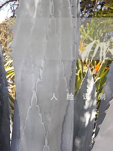 人脸识别司法问题 人脸识别司法问题