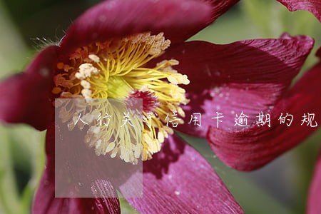 人行关于信用卡逾期的规定