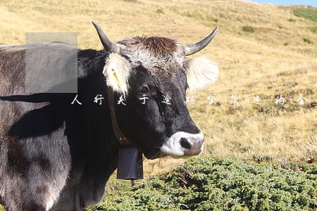 人行关于逾期贷款违约金的规定 人行关于逾期贷款违约金的规定