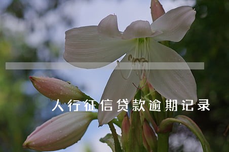 人行征信贷款逾期记录