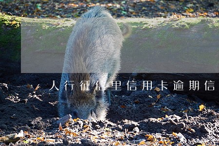人行征信里信用卡逾期信息