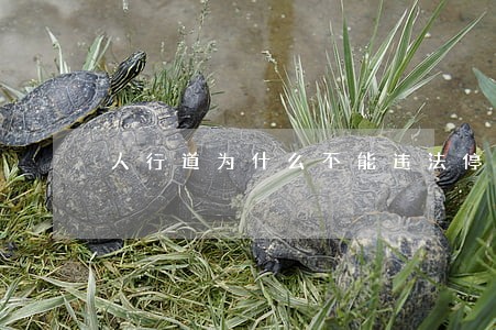 人行道为什么不能违法停车 人行道为什么不能违法停车