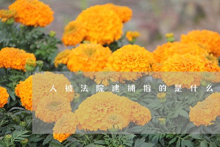 人被法院逮捕指的是什么