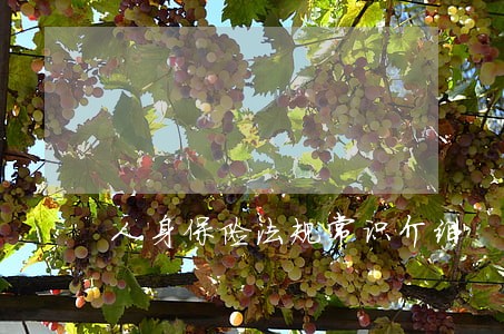 人身保险法规常识介绍 人身保险法规常识介绍