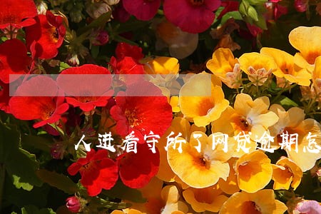 人进看守所了网贷逾期怎么办 人进看守所了网贷逾期怎么办
