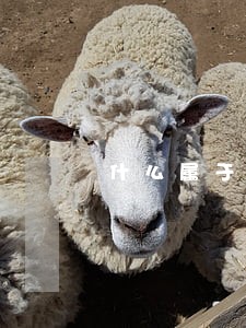 什么属于逾期信用报告 什么属于逾期信用报告