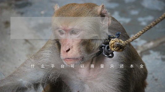 什么平台可以商量只还本金 什么平台可以商量只还本金
