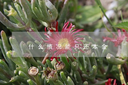 什么情况能只还本金 什么情况能只还本金