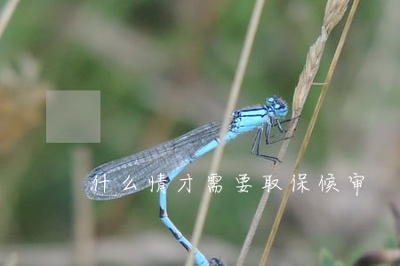 什么情才需要取保候审