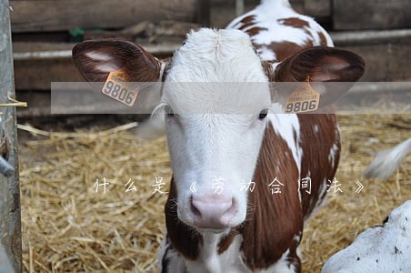什么是《劳动合同法》 什么是《劳动合同法》