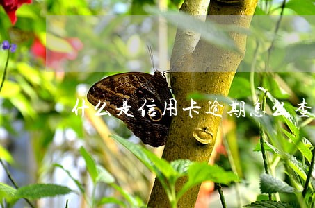 什么是信用卡逾期怎么查