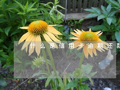 什么是信用卡逾期还款后果 什么是信用卡逾期还款后果
