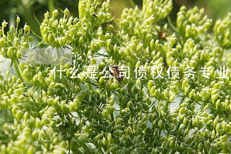 什么是公司债权债务专业律师 什么是公司债权债务专业律师
