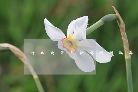 什么是常年法律顾问服务 什么是常年法律顾问服务