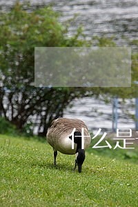 什么是普通共同诉讼