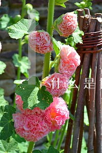 什么是民事公益诉讼制度 什么是民事公益诉讼制度