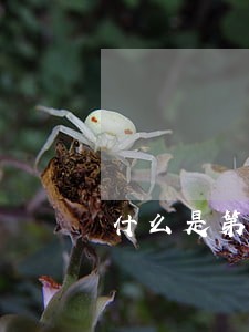 什么是第三方参与诉讼服务 什么是第三方参与诉讼服务