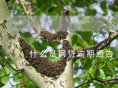 什么是网贷逾期通告