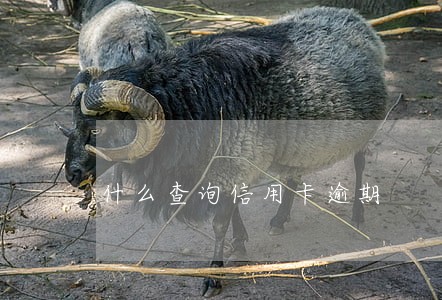 什么查询信用卡逾期 什么查询信用卡逾期