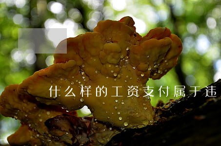什么样的工资支付属于违法行为 什么样的工资支付属于违法行为