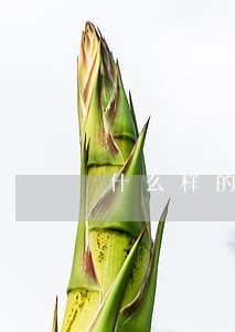 什么样的疾病可以申请离婚 什么样的疾病可以申请离婚
