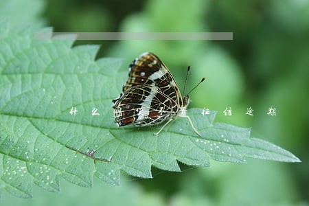 什么网贷不看征信逾期