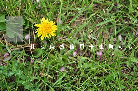 什么网贷信用卡逾期可以贷 什么网贷信用卡逾期可以贷