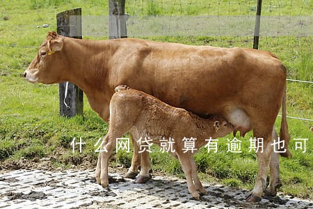 什么网贷就算有逾期也可以过