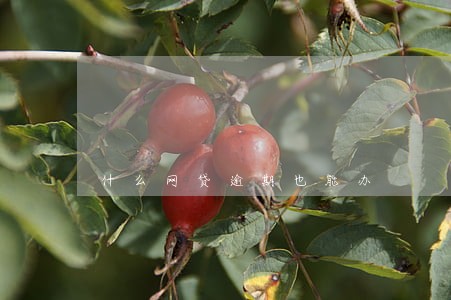 什么网贷逾期也能办 什么网贷逾期也能办