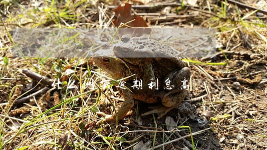 什么网贷逾期利息高 什么网贷逾期利息高