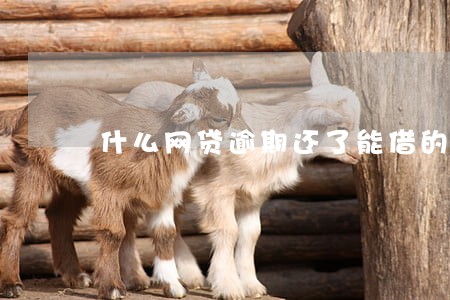 什么网贷逾期还了能借的平台 什么网贷逾期还了能借的平台