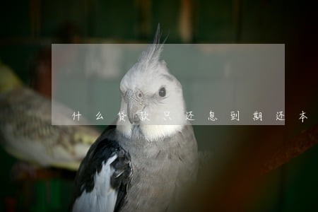 什么贷款只还息到期还本金 什么贷款只还息到期还本金