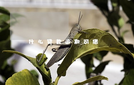 什么贷款逾期可借 什么贷款逾期可借