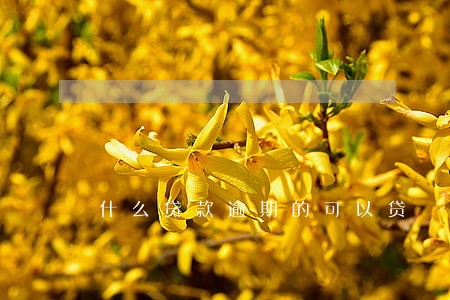 什么贷款逾期的可以贷 什么贷款逾期的可以贷