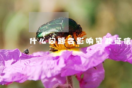什么问题会影响贷款征信逾期 什么问题会影响贷款征信逾期