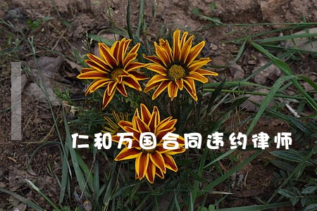 仁和万国合同违约律师 仁和万国合同违约律师