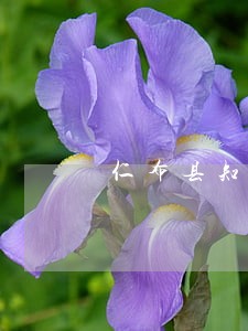 仁布县知名债务清欠纠纷律师