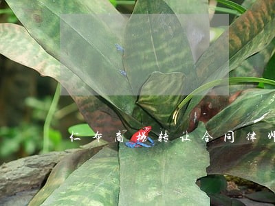 仁布商场转让合同律师 仁布商场转让合同律师