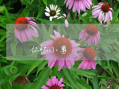 仁怀小勇