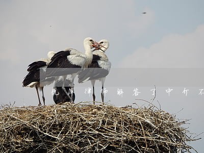 仇萍律师解答了中介不发工资 仇萍律师解答了中介不发工资
