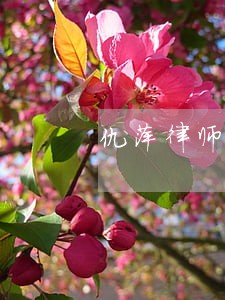 仇萍律师解答了网贷没还 仇萍律师解答了网贷没还