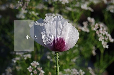 今天寄律师函 今天寄律师函