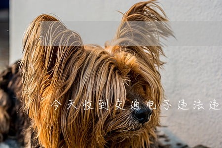 今天收到交通电子违法违章告知单 今天收到交通电子违法违章告知单