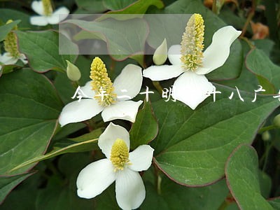 今年二十明年十八广告违法 今年二十明年十八广告违法