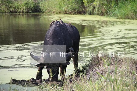 今年信用卡可以逾期吗 今年信用卡可以逾期吗