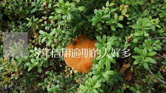 今年信用逾期的人好多 今年信用逾期的人好多